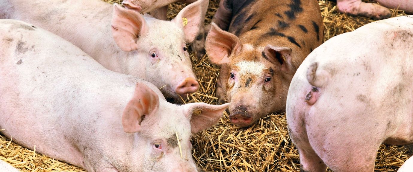 Duroc-Schweine, die im Stroh liegen und in die Kamera schauen