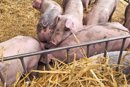 Duroc-Schweine im Stall