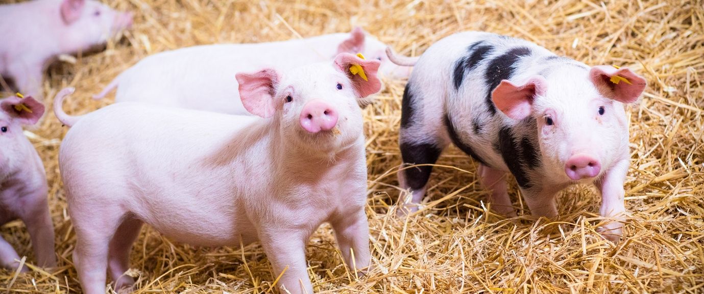 Ferkel im Stroh, die in die Kamera schauen